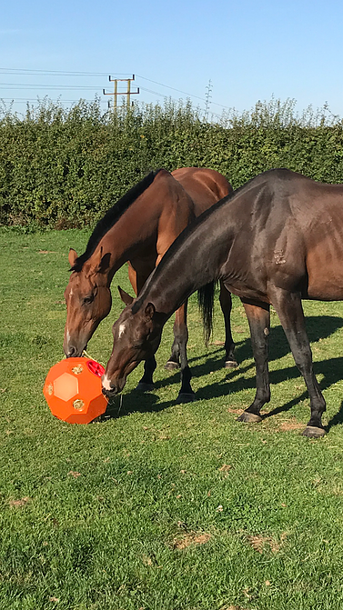 Parallax Hay Play (høyball)