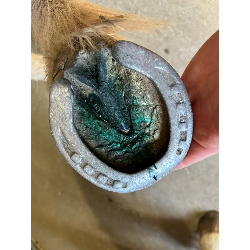 hoof hygienic