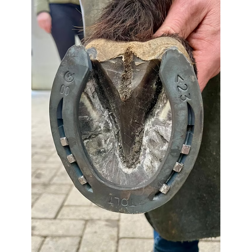 Kerckhaert Tölt